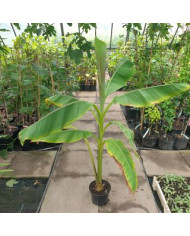 Bio Japanische Faserbanane