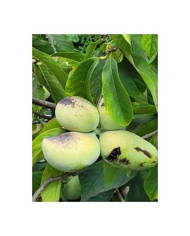 Indianerbanane, Pawpaw 'Sunflower'