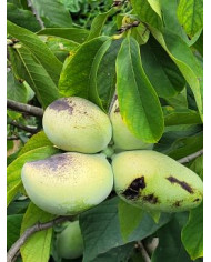 Indianerbanane, Pawpaw 'Sunflower'