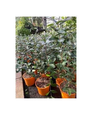 Feijoa, Ananasguave, Brasilianische Guave 'Feigenhof'