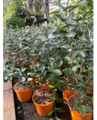 Feijoa, Ananasguave, Brasilianische Guave 'Feigenhof'