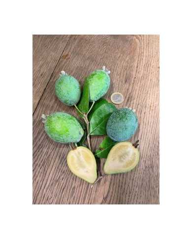 Feijoa, Ananasguave, Brasilianische Guave 'Feigenhof'