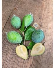 Feijoa, Ananasguave, Brasilianische Guave 'Feigenhof'