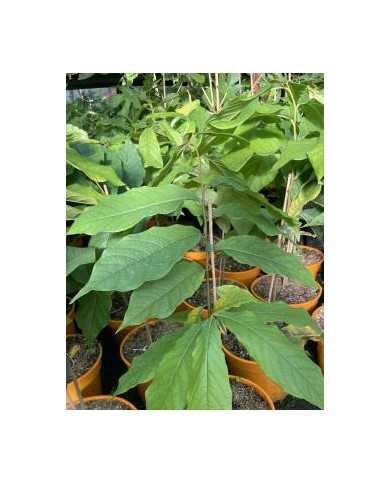 Indianerbanane, Pawpaw 'Sunflower'