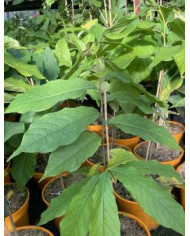 Indianerbanane, Pawpaw 'Sunflower'