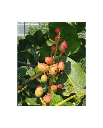 Bio Pistazien-Package 120cm - 1 männliche & 2 weibliche Pflanzen