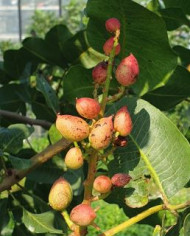 Bio Pistazienbaum - Kerman (weiblich)