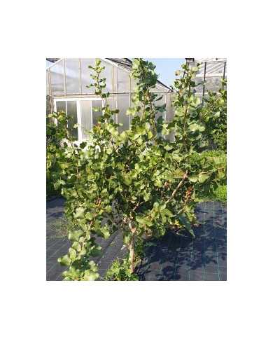 Bio Pistazien-Package 120cm - 1 männliche & 2 weibliche Pflanzen