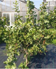 Bio Pistazien-Package 120cm - 1 männliche & 2 weibliche Pflanzen