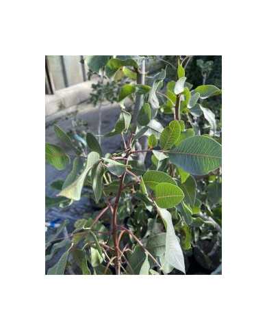 Bio Pistazienbaum - Kerman (weiblich)