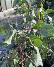 Bio Pistazienbaum - Kerman (weiblich)