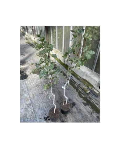 Bio Pistazienbaum - Kerman (weiblich)