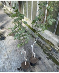 Bio Pistazienbaum - Kerman (weiblich)