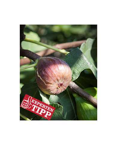 biofeigesteckholzbornholm biofeigesteckholzbornholm