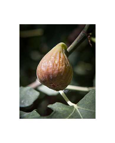 Bio Feige Steckholz Bornholm Bio Feige Steckholz Bornholm