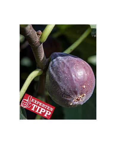 biofeigesteckholzhardychicago