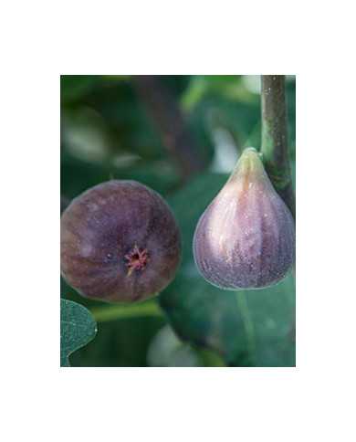 Bio Feige Steckholz Hardy Chicago (*)