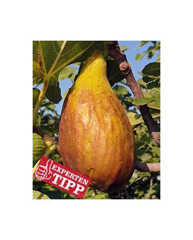 biofeigesteckholzlongued´août biofeigesteckholzlongued´août