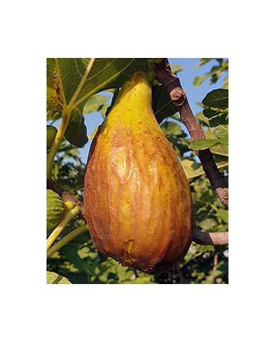 Bio Feige Steckholz Longue d´Août Bio Feige Steckholz Longue d´Août