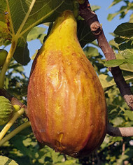 Bio Feige Steckholz Longue d´Août Bio Feige Steckholz Longue d´Août