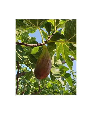 Bio Feige Steckholz Longue d´Août Bio Feige Steckholz Longue d´Août