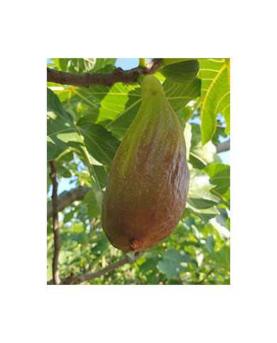 Bio Feige Steckholz Longue d´Août Bio Feige Steckholz Longue d´Août