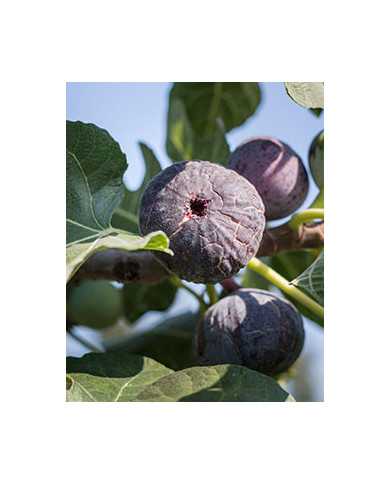 Bio Feige Steckholz Pastiliére