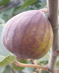 biofeigesteckholzafghanistica biofeigesteckholzafghanistica