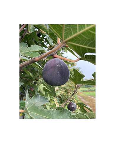 Bio Feige Steckholz Afghanistica (*) Bio Feige Steckholz Afghanistica (*)