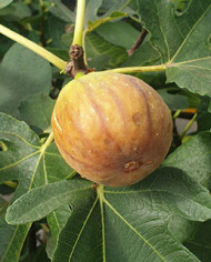 Bio Feige Steckholz Albu (*) Bio Feige Steckholz Albu (*)