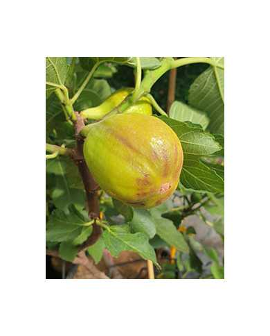 Bio Feige Steckholz Albu (*) Bio Feige Steckholz Albu (*)