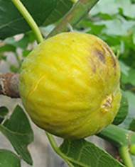 Bio Feige Steckholz Albuquerque (*)