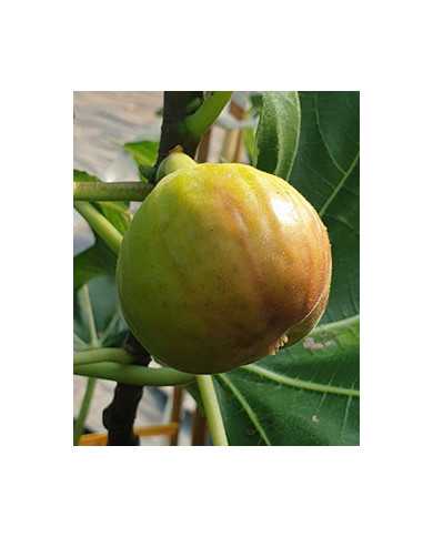 Bio Feige Steckholz Alpengarten