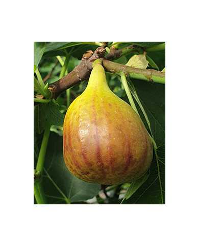 Bio Feige Steckholz Alpengarten