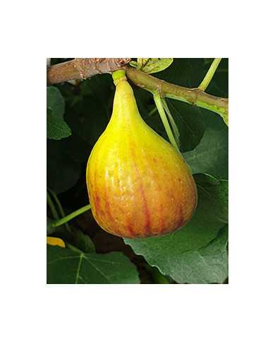 Bio Feige Steckholz Alpengarten