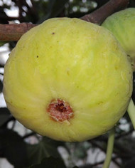 biofeigesteckholzaltergersthofer biofeigesteckholzaltergersthofer