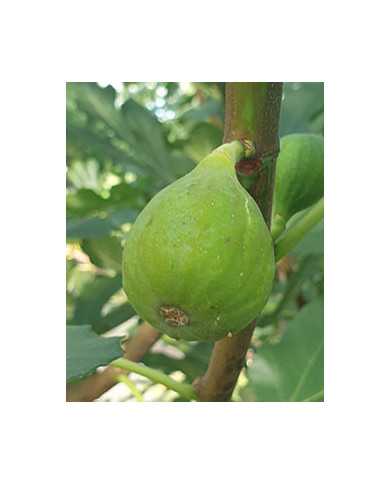 Bio Feige Steckholz Arie (*) Bio Feige Steckholz Arie (*)