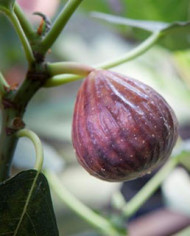 biofeigesteckholzbakor