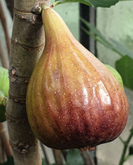 Bio Feige Steckholz Bakor (**)