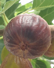 Bio Feige Steckholz Bakor (**)