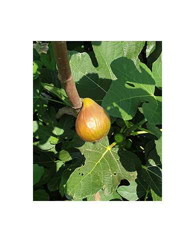 biofeigesteckholzbaumfeige