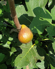 biofeigesteckholzbaumfeige