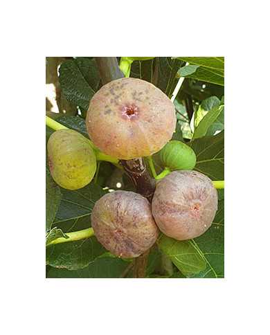 Bio Feige Steckholz Baumfeige