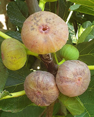 Bio Feige Steckholz Baumfeige