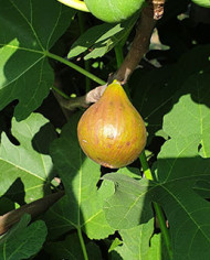 Bio Feige Steckholz Baumfeige