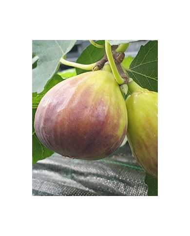 Bio Feige Steckholz Black Jack (*)