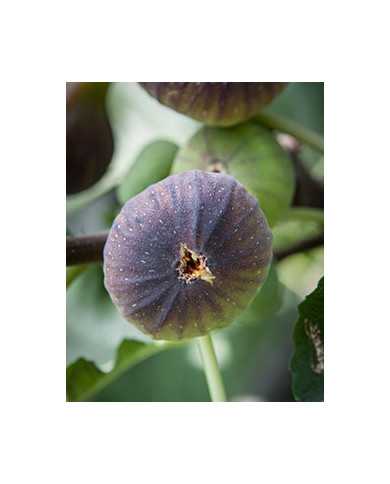 biofeigesteckholzblackmadeira