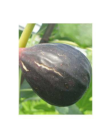 biofeigesteckholzblackmission biofeigesteckholzblackmission