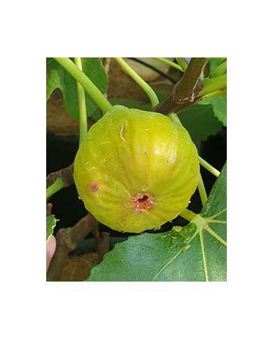 biofeigesteckholzbozenerhausfeige