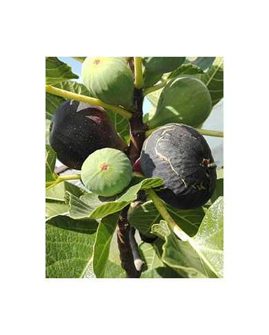 Bio Feige Steckholz Brogiotto Nero (*) Bio Feige Steckholz Brogiotto Nero (*)